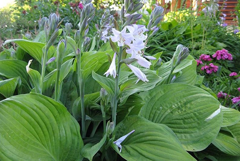 Hosta - photo
