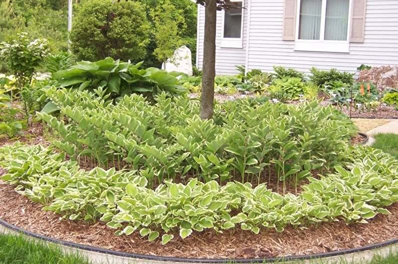 Hosta - photo
