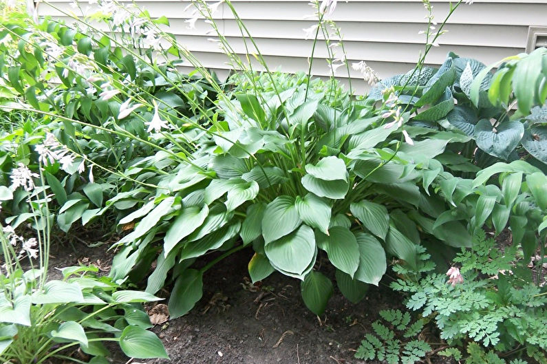 Hosta - photo