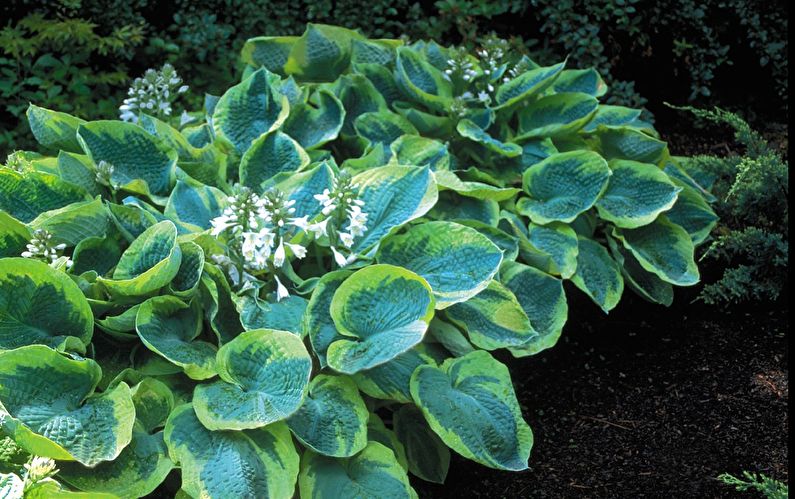 Hosta - photo