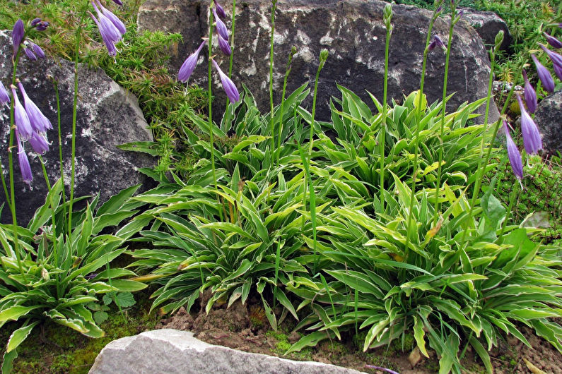 Hosta - photo