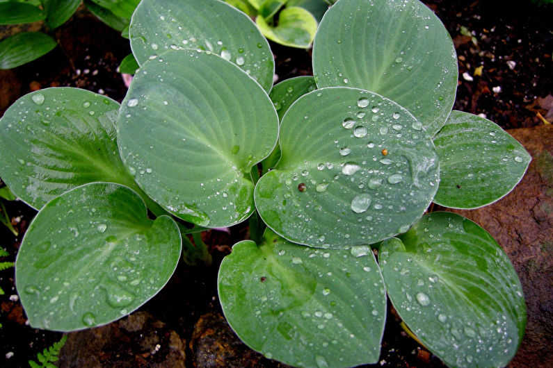 Hosta - photo
