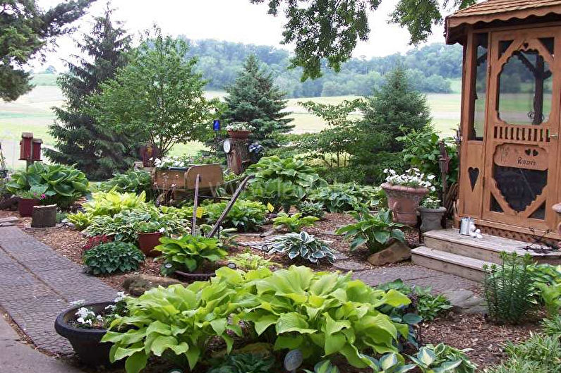 Hosta - photo