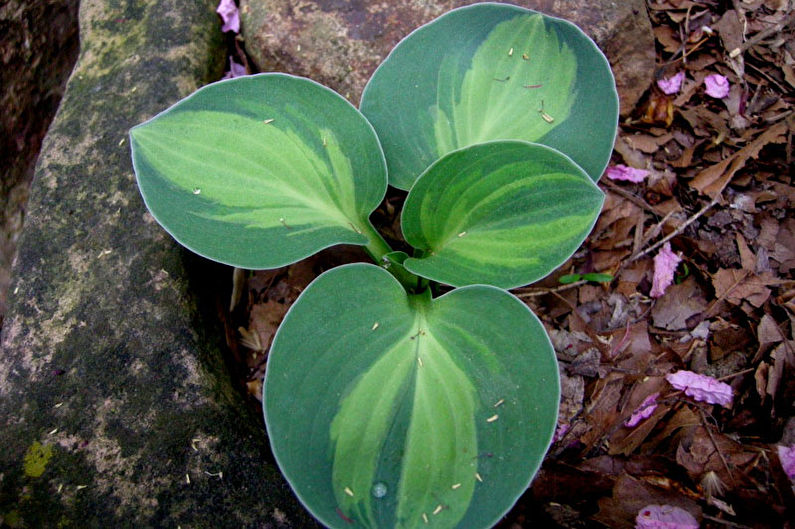 Hosta - photo