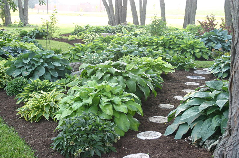 Hosta - photo