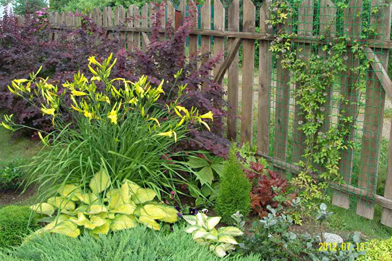 Hosta - photo