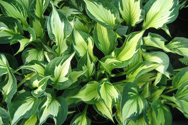 Hosta - photo