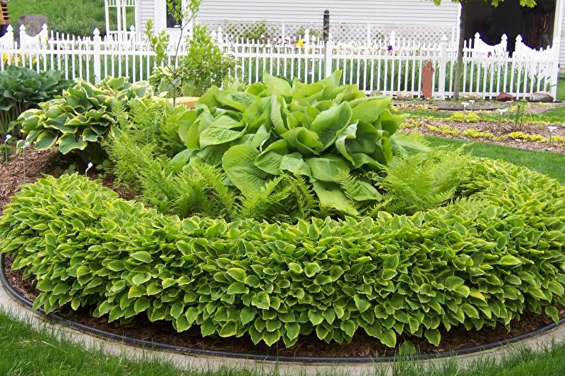 Hosta - photo