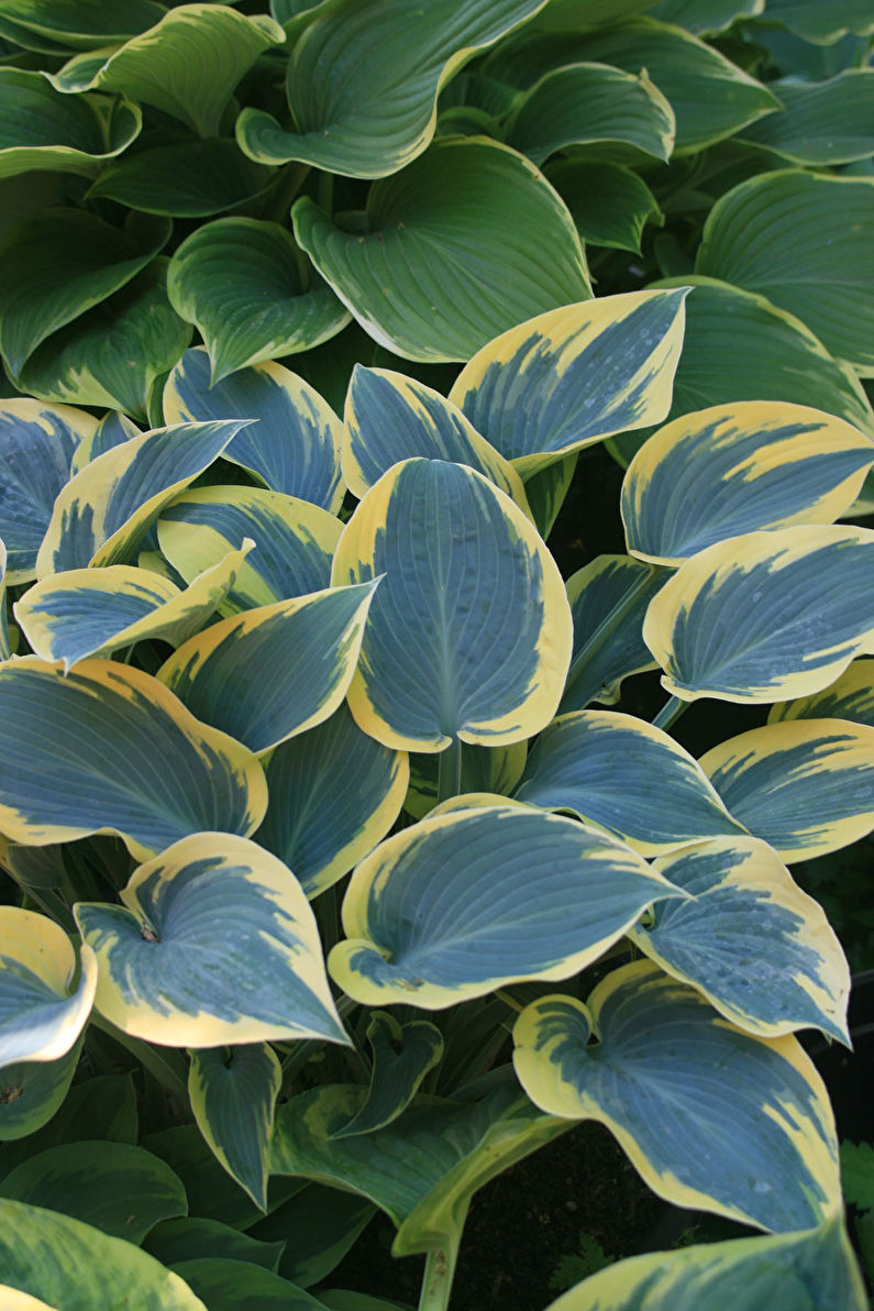 Hosta - photo