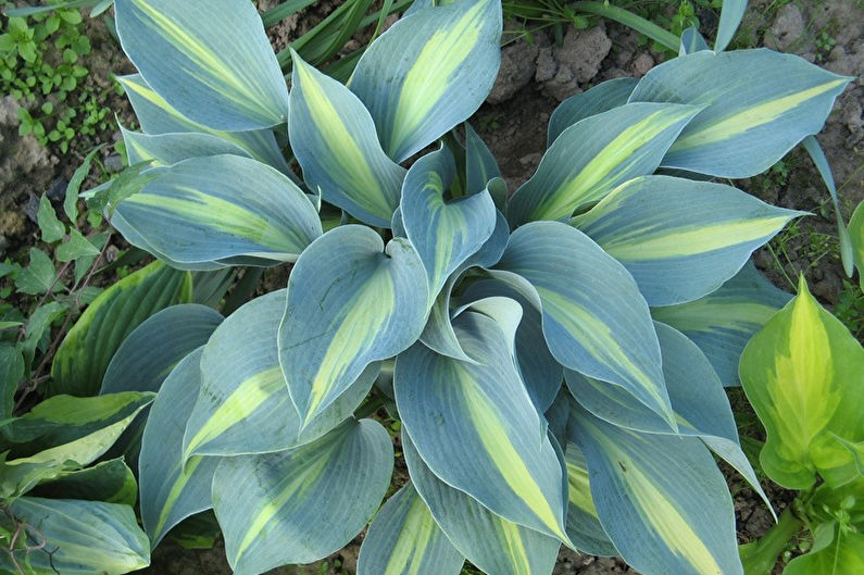 Hosta: types and care (+55 photos)